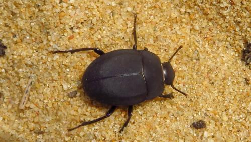 Erodius tibialis